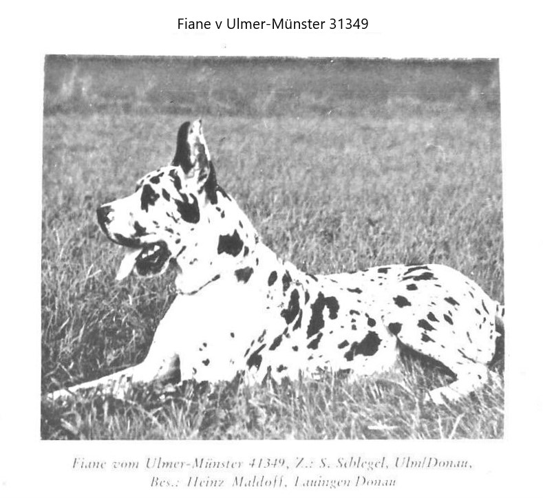 Fiane vom Ulmer-Munster